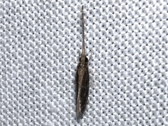 Cernotina