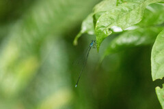 Coeliccia membranipes