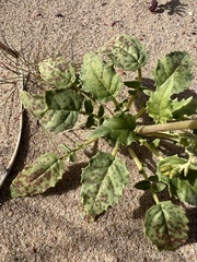 Chylismia claviformis