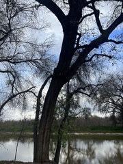 Quercus lobata