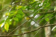 Abroscopus superciliaris