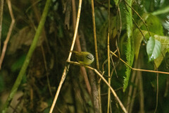 Abroscopus superciliaris