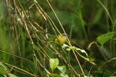 Abroscopus superciliaris
