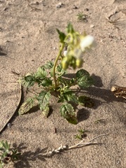 Chylismia claviformis