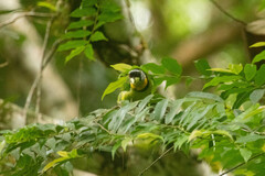 Psilopogon pyrolophus