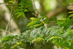 Psilopogon pyrolophus