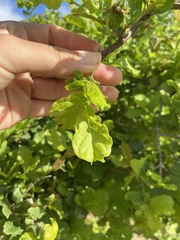 Combretum mossambicense