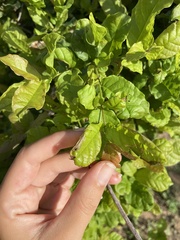 Combretum mossambicense