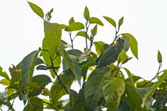 Psilopogon oorti
