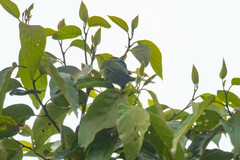 Psilopogon oorti