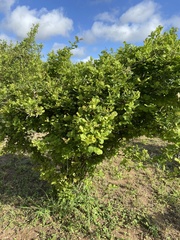 Combretum mossambicense