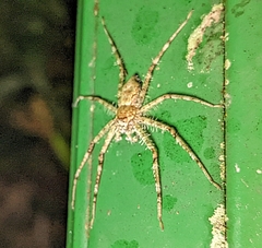 Pandercetes