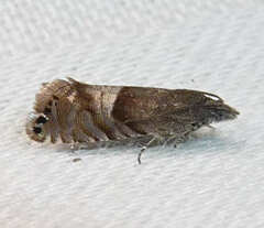 Sereda tautana