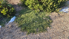 Ceanothus prostratus