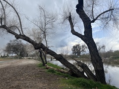 Populus fremontii