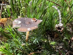 Strobilurus esculentus