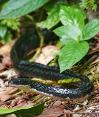 Chironius grandisquamis