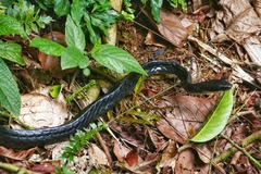 Chironius grandisquamis