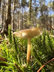 Strobilurus esculentus