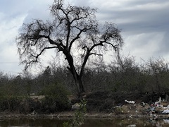 Quercus lobata
