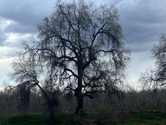 Quercus lobata