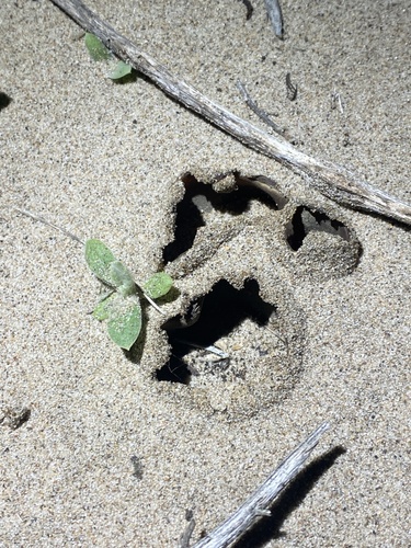 iNaturalist observation photo of Dune Cup