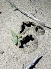 Peziza ammophila