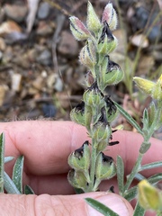 Crotalaria brevis