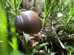 Strobilurus esculentus