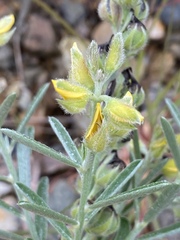 Crotalaria brevis