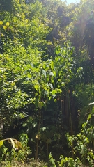 Homalanthus populifolius
