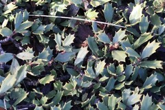 Ceanothus prostratus