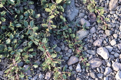 Ceanothus prostratus