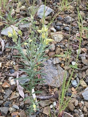Crotalaria brevis