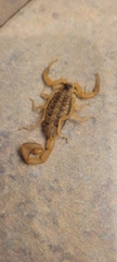 Centruroides vittatus