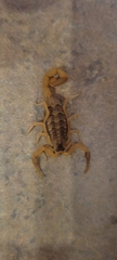 Centruroides vittatus