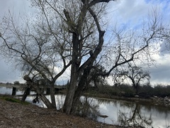 Populus fremontii