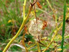 Physalis hederifolia