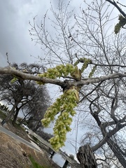 Populus fremontii