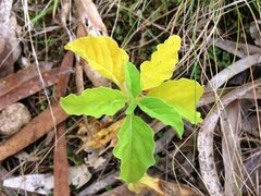 Physalis hederifolia