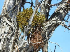 Phoradendron juniperinum
