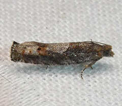 Pseudexentera mali