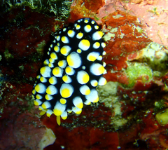 Phyllidia carlsonhoffi