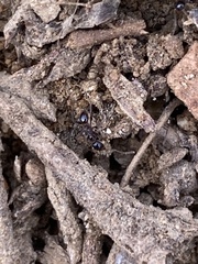 Monomorium ergatogyna