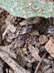 Monomorium ergatogyna