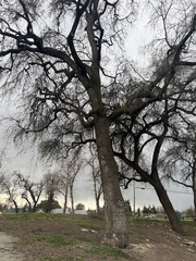 Quercus lobata