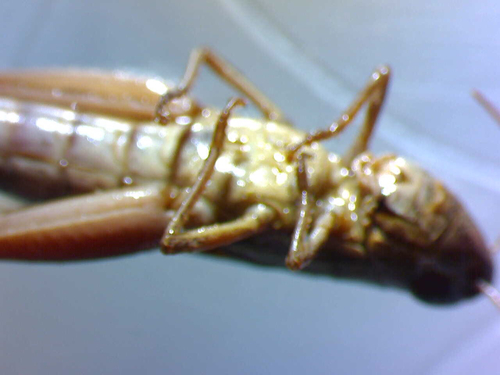 Common Straw Grasshopper, photo 5 of 10