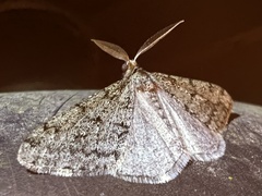 Phigalia strigataria