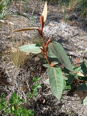Lasiopetalum macrophyllum