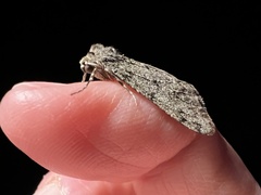 Phigalia strigataria